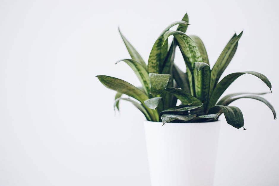 Close-up of a lush snake plant in a white pot against a neutral background, perfect for indoor decor inspiration.